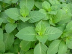 Holy basil is used mostly in stir-fried dishes and has a very peppery taste.